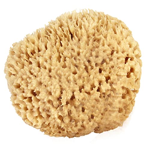 Natural Sea Wool Sponge Bath & Shower Express 4-5" (Small) Authentic Renewable Resource for Women & Men Esponja for Exfoliating and Washing Body