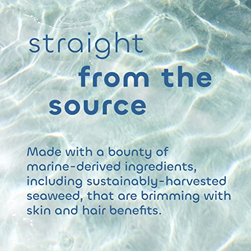 Seaweed Bath Co. Volumize Shampoo, Lavender Scent, 12 Ounce, Sustainably Harvested Seaweed, Green Algae, Barley Protein, For Normal to Fine Hair