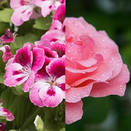 Augustinus Bader The Geranium Rose Body Oil, 200 ml / 6.7 fl oz